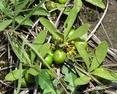 Pygmaeothamnus zeyheri