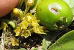 Pygmaeothamnus zeyheri