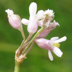 Tulbaghia coddii
