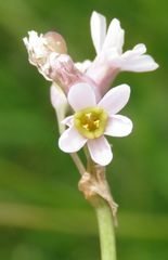 Tulbaghia coddii