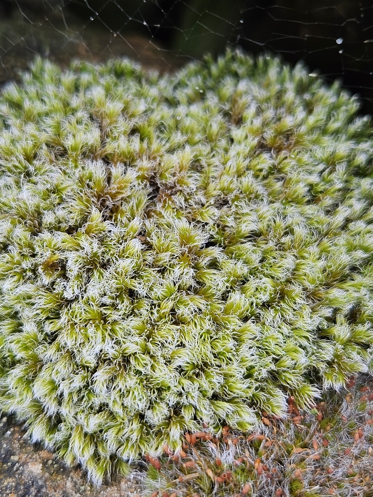 Racomitrium