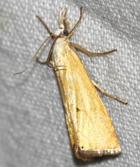 Xanthocrambus saxonellus