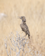 Chersomanes albofasciata