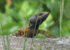 Pseudocordylus melanotus