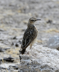 Chersomanes albofasciata