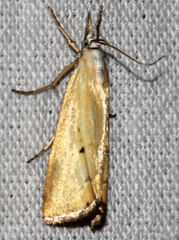 Xanthocrambus saxonellus