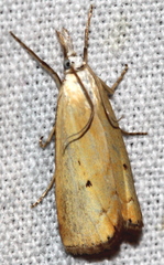 Xanthocrambus saxonellus
