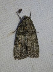 Acronicta increta