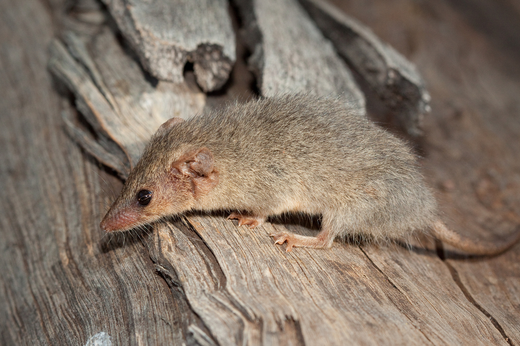 Planigales