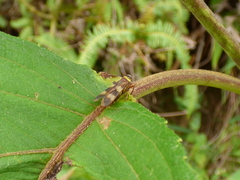 Licontinia introducens