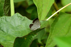 Spalgis epius dilama