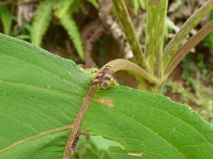 Licontinia introducens