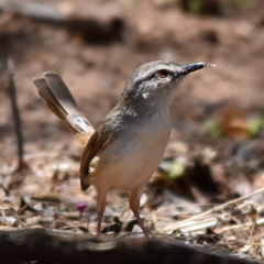 Prinia subflava affinis