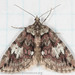 Furious Carpet Moth - Photo (c) M. Goff, some rights reserved (CC BY-NC-SA), uploaded by M. Goff