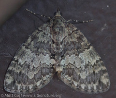 Hydriomena renunciata