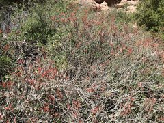 Justicia californica