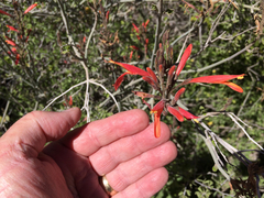 Justicia californica