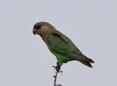 Poicephalus cryptoxanthus