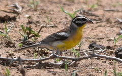 Emberiza flaviventris kalaharica