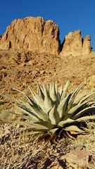 Agave simplex