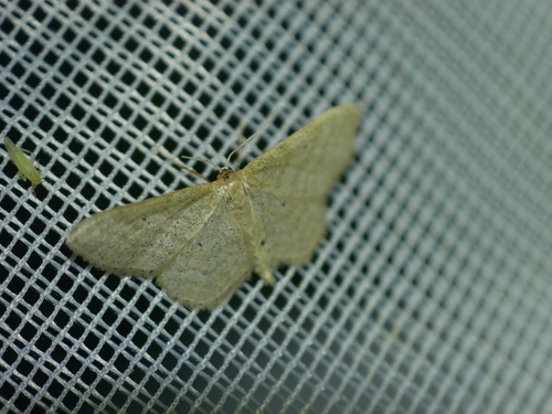 Idaea sylvestraria