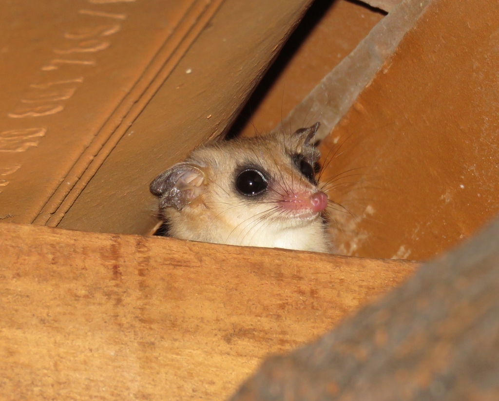 Agile Gracile Opossum