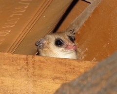 Agile Gracile Opossum photo 1