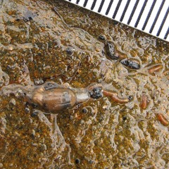 Caecum