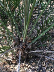 Phoenix reclinata image