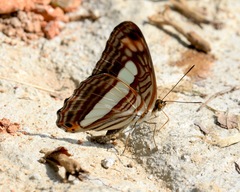 Adelpha iphicleola iphicleola