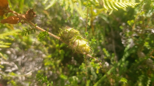 Dasineura broteri