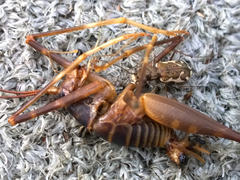 Neocicindela tuberculata