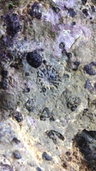 Siphonaria javanica
