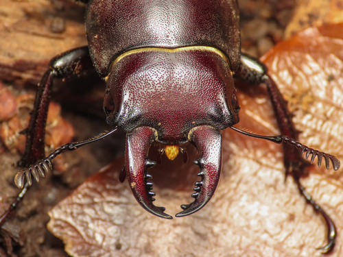 Lucanus tetraodon