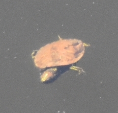 Trachemys scripta image