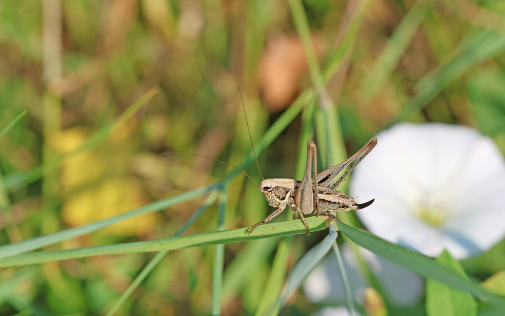 Veysel's Slender Bush-cricket