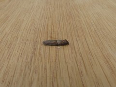 Tortricodes alternella