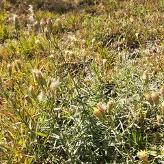 Brickellia eupatorioides
