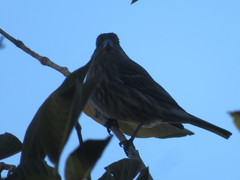 Haemorhous mexicanus