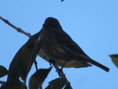 Haemorhous mexicanus