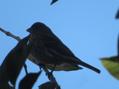 Haemorhous mexicanus