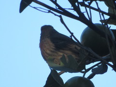 Haemorhous mexicanus