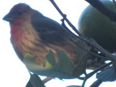 Haemorhous mexicanus