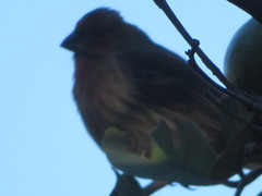 Haemorhous mexicanus