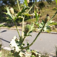 Argemone platyceras