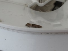 Tortricodes alternella