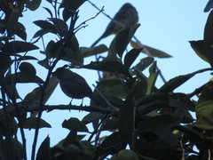 Haemorhous mexicanus