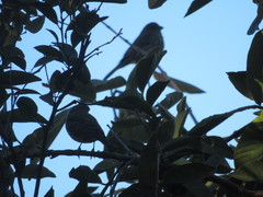 Haemorhous mexicanus