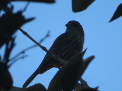 Haemorhous mexicanus