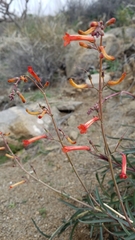 Penstemon subulatus